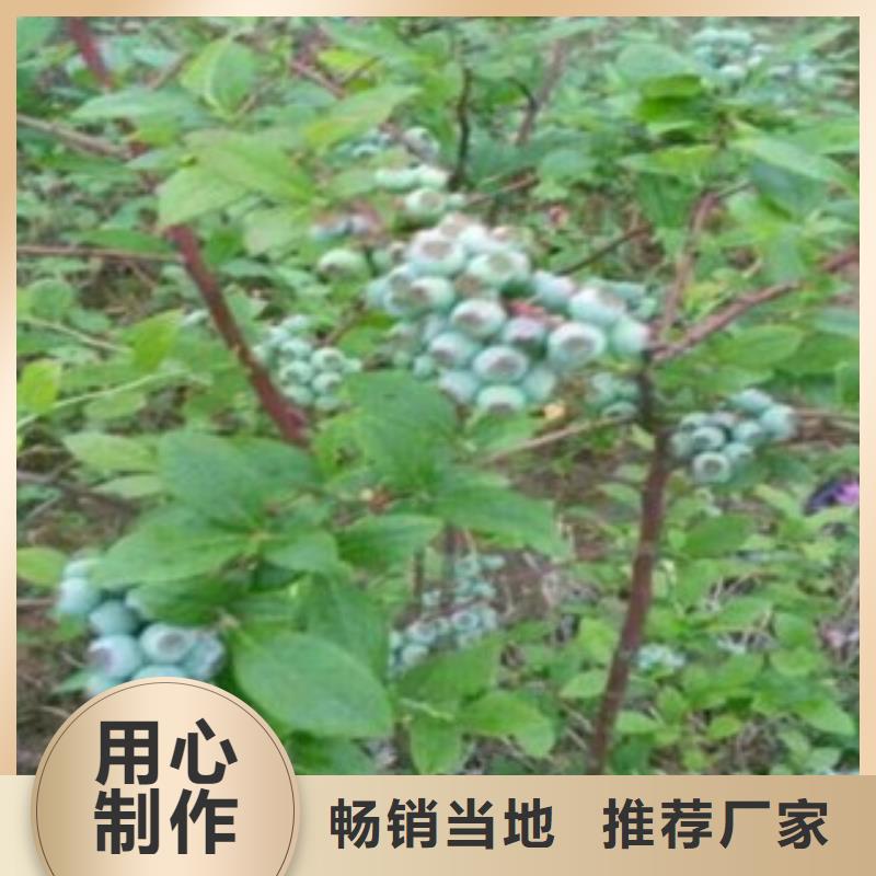 蓝莓苗,桃树苗品质优良