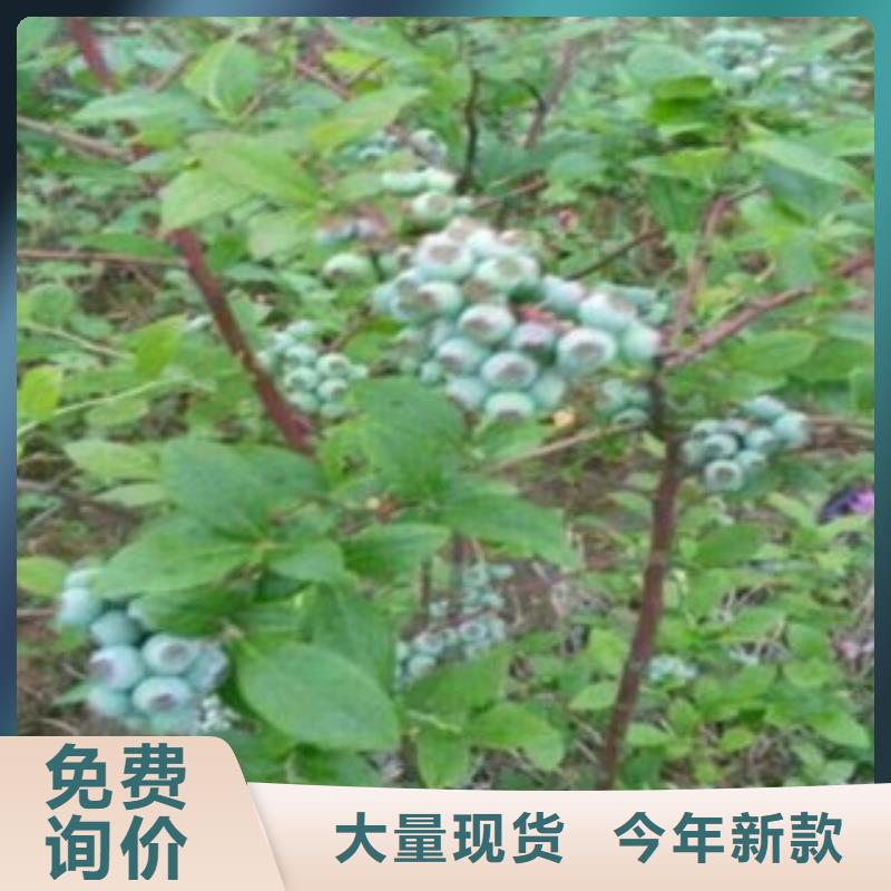 【蓝莓苗】梨树苗厂家大量现货