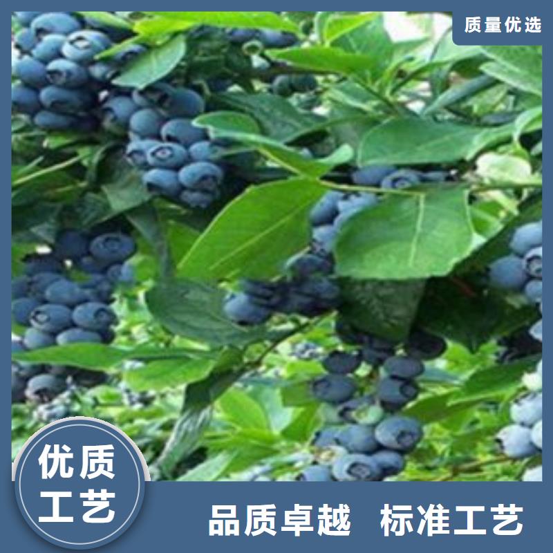 【蓝莓苗】梨树苗厂家大量现货