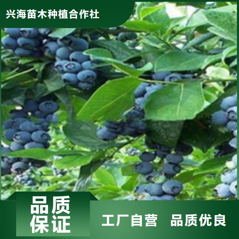 蓝莓苗,【梨树苗】源头厂家量大价优