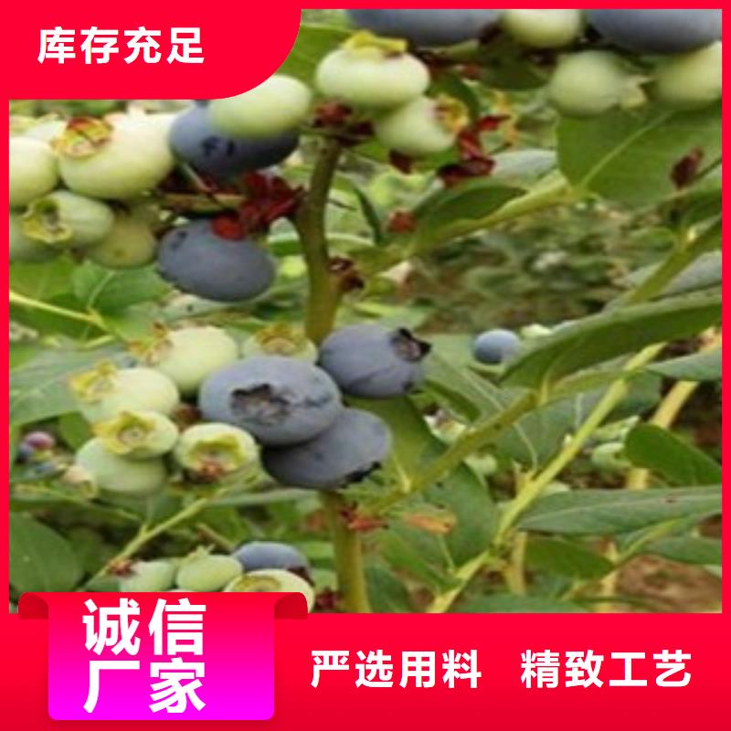 蓝莓苗-桃树苗无中间商厂家直销