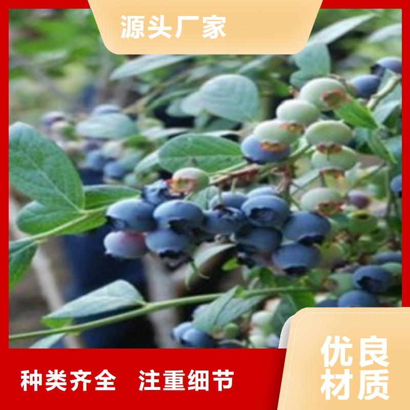 蓝莓苗板栗苗支持大小批量采购