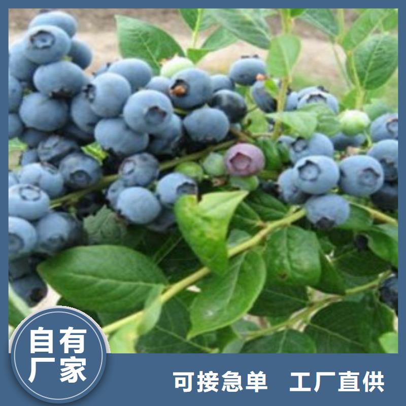 【蓝莓苗山楂苗专业厂家】