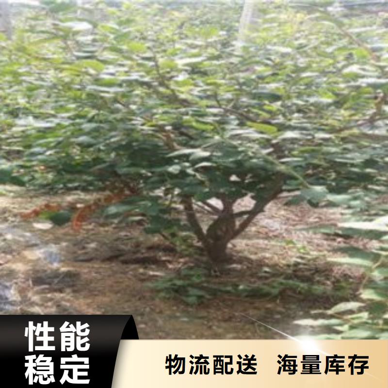 【蓝莓苗】梨树苗厂家大量现货