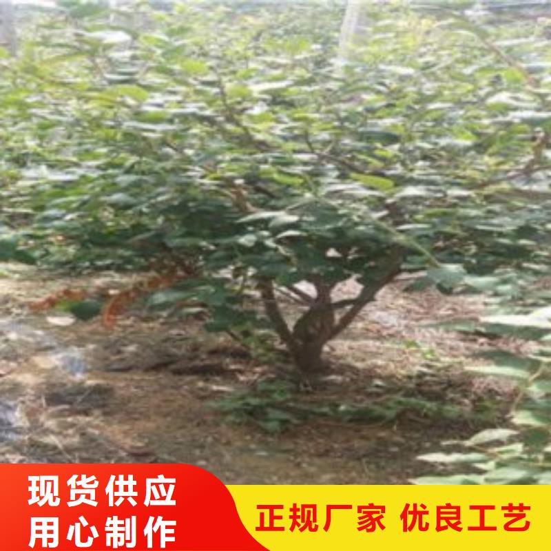 【蓝莓苗梨树苗为品质而生产】