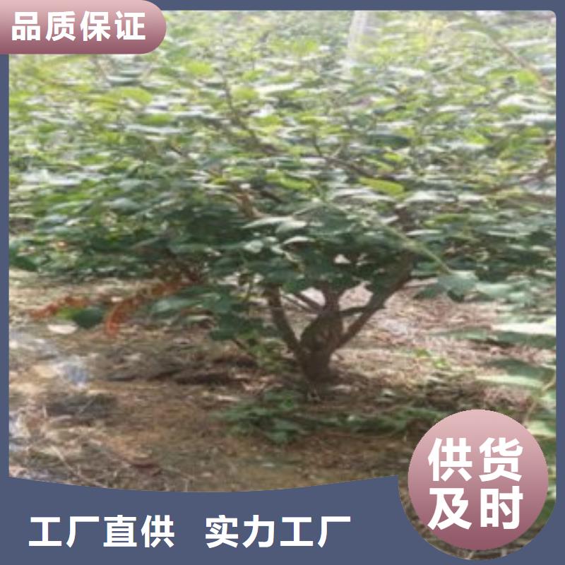 蓝莓苗梨树苗用心制造