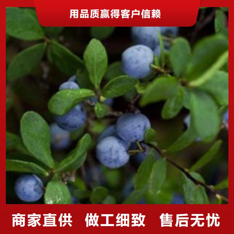 蓝莓苗【梨树苗】厂家规格全