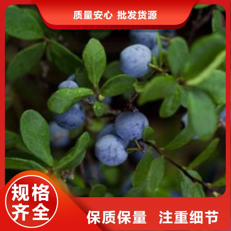 蓝莓苗,【梨树苗】源头厂家量大价优