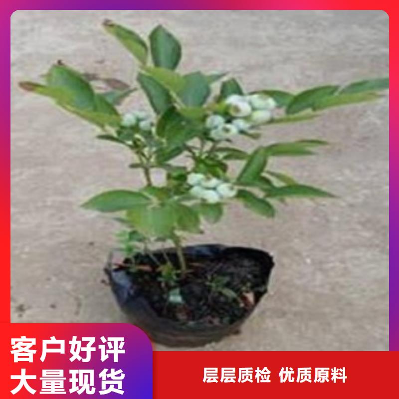 【蓝莓苗】梨树苗厂家大量现货