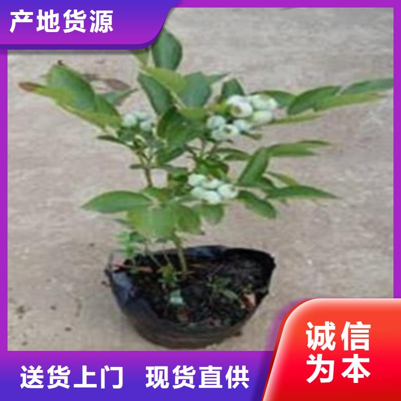 蓝莓苗梨树苗品牌大厂家