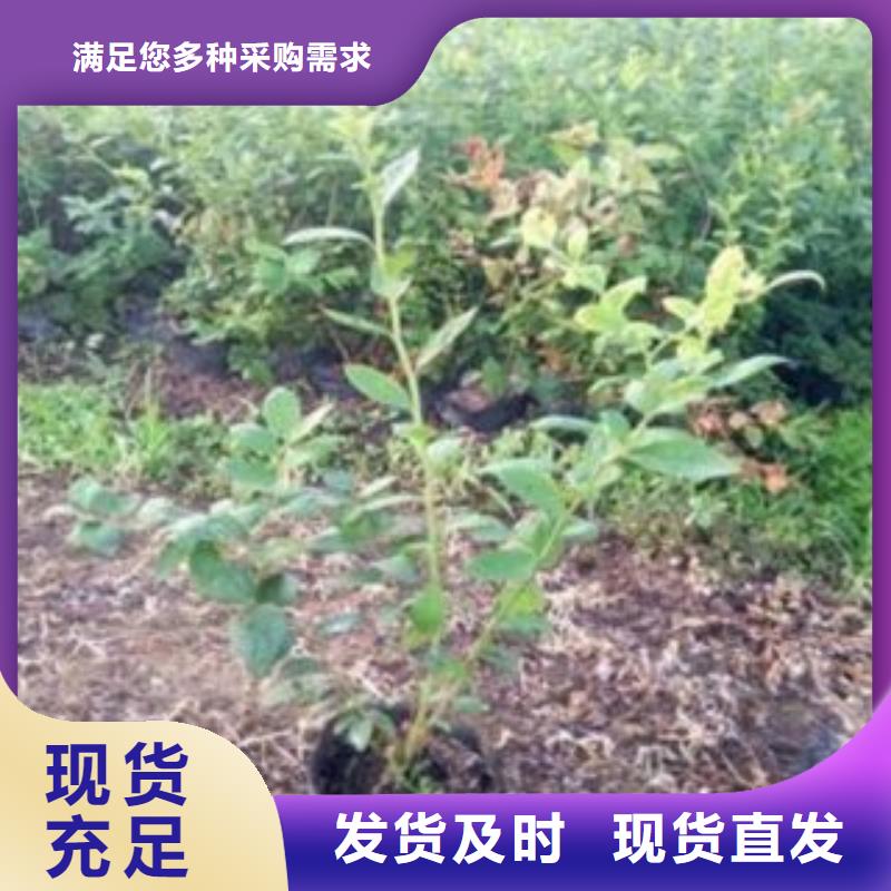 蓝莓苗【梨树苗】厂家规格全