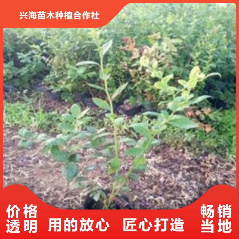 蓝莓苗板栗苗应用范围广泛