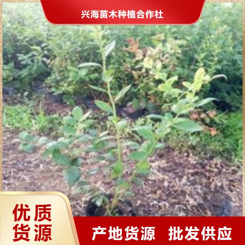 【蓝莓苗花椒苗厂家直销供货稳定】