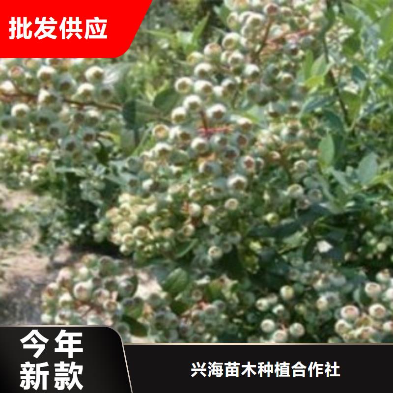 【蓝莓苗】梨树苗厂家大量现货