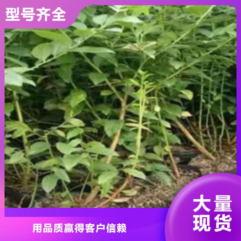 蓝莓苗,【梨树苗】源头厂家量大价优