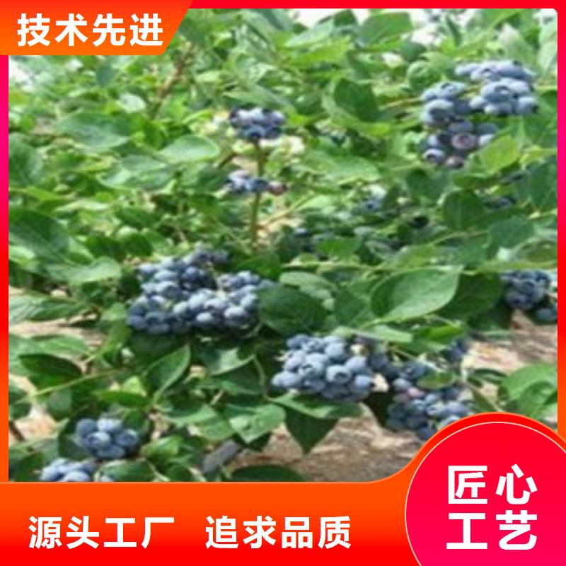蓝莓苗-板栗苗价格地道