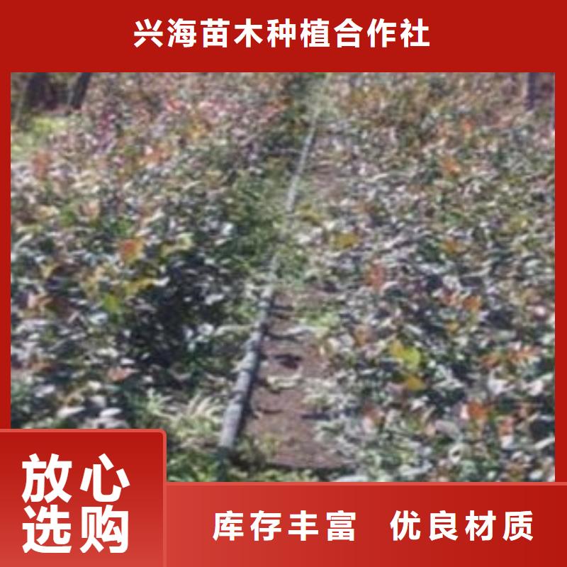 【蓝莓苗山楂苗专业厂家】