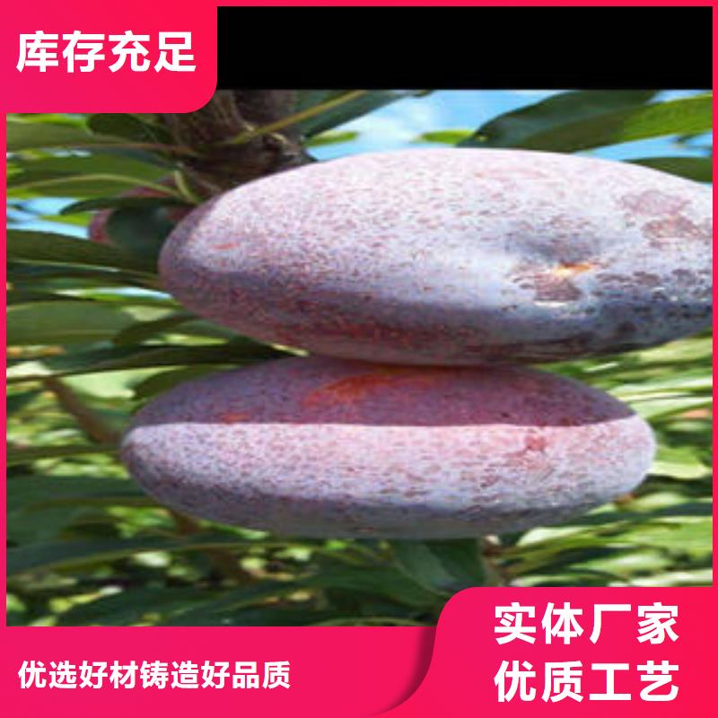 李子苗蓝莓苗层层质检