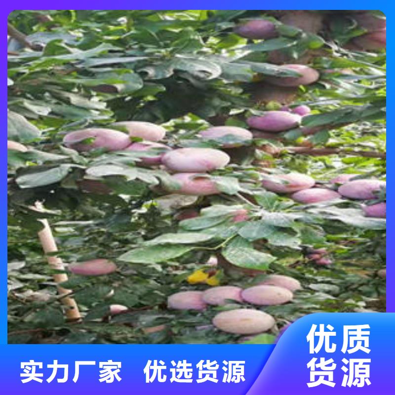 李子苗_花椒苗厂家十分靠谱