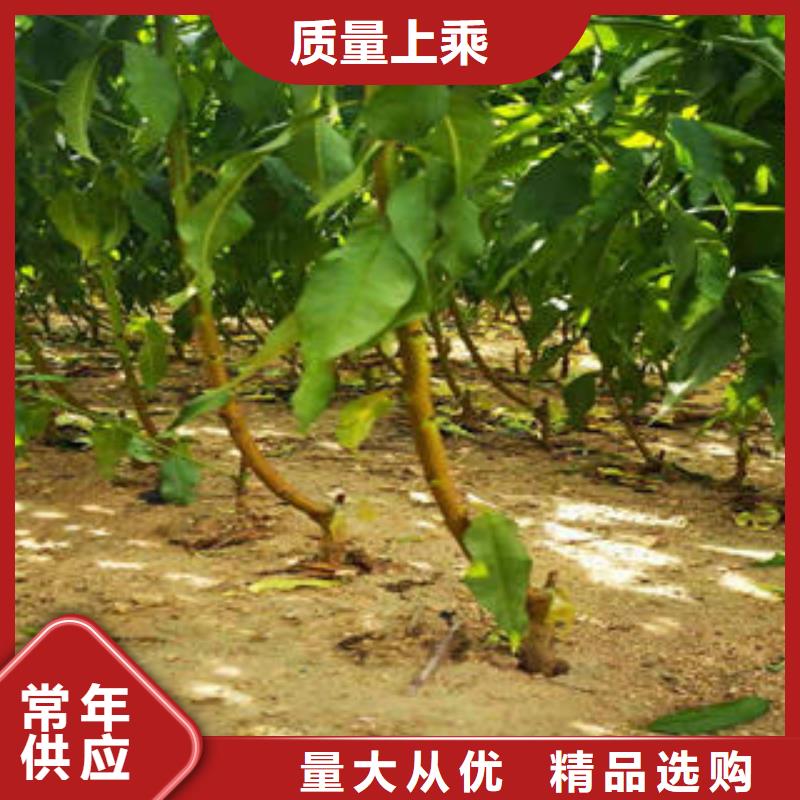 李子苗蓝莓苗层层质检