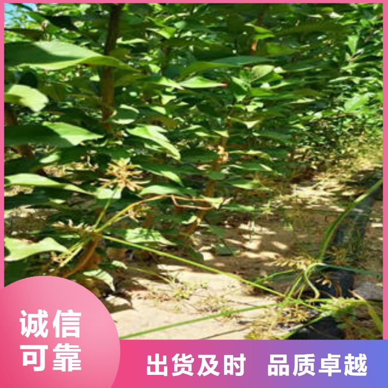 李子苗花椒苗来图来样定制