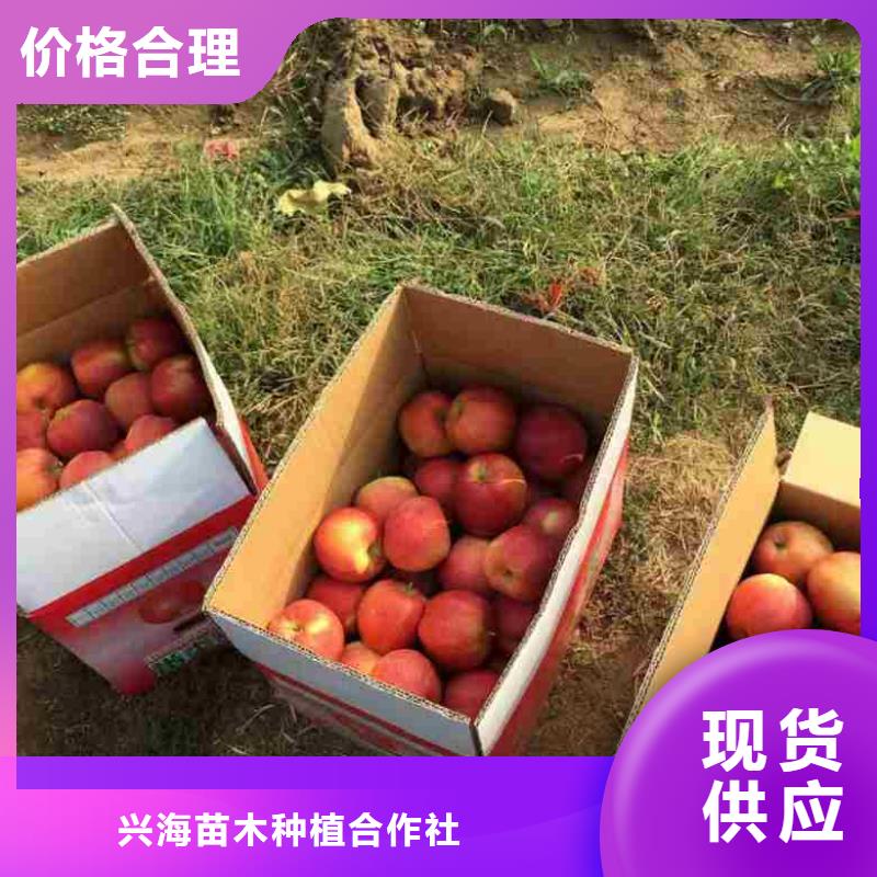 苹果苗_板栗苗定制销售售后为一体