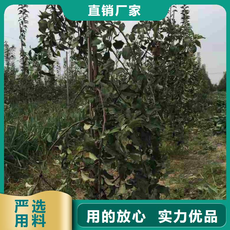 苹果苗_桃树苗选择大厂家省事省心