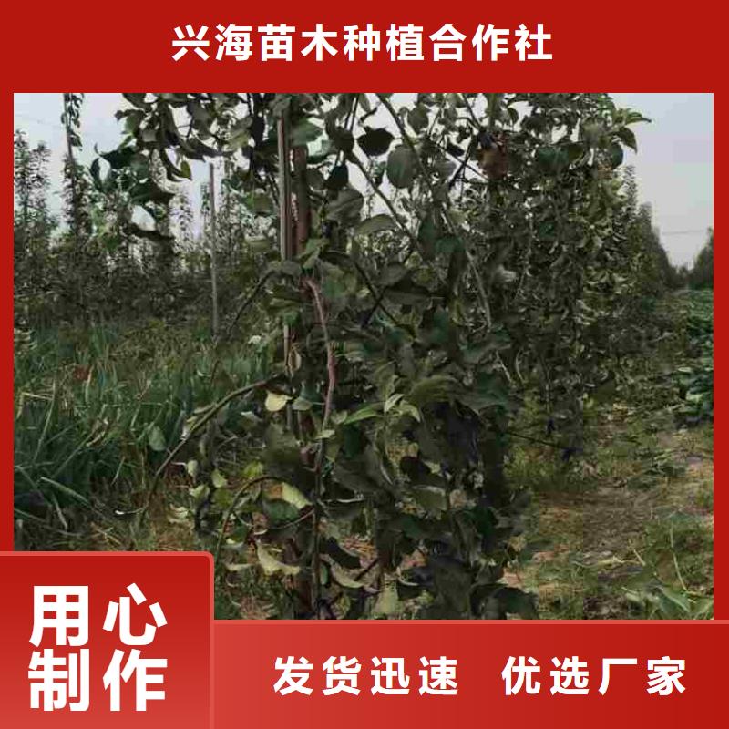 【苹果苗,梨树苗材质实在】