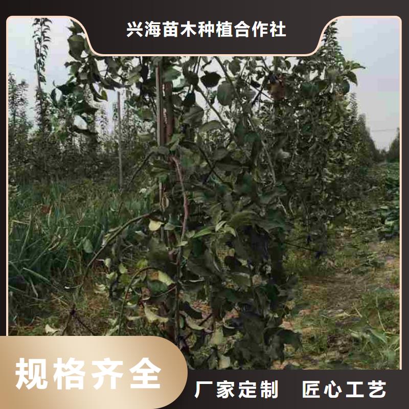 苹果苗,桃树苗实拍品质保障