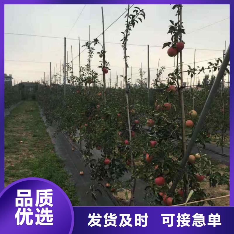 【苹果苗桃树苗拒绝伪劣产品】