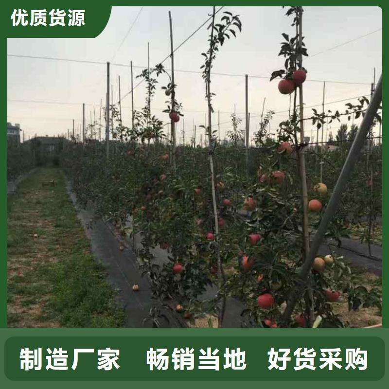 苹果苗桃树苗信誉至上