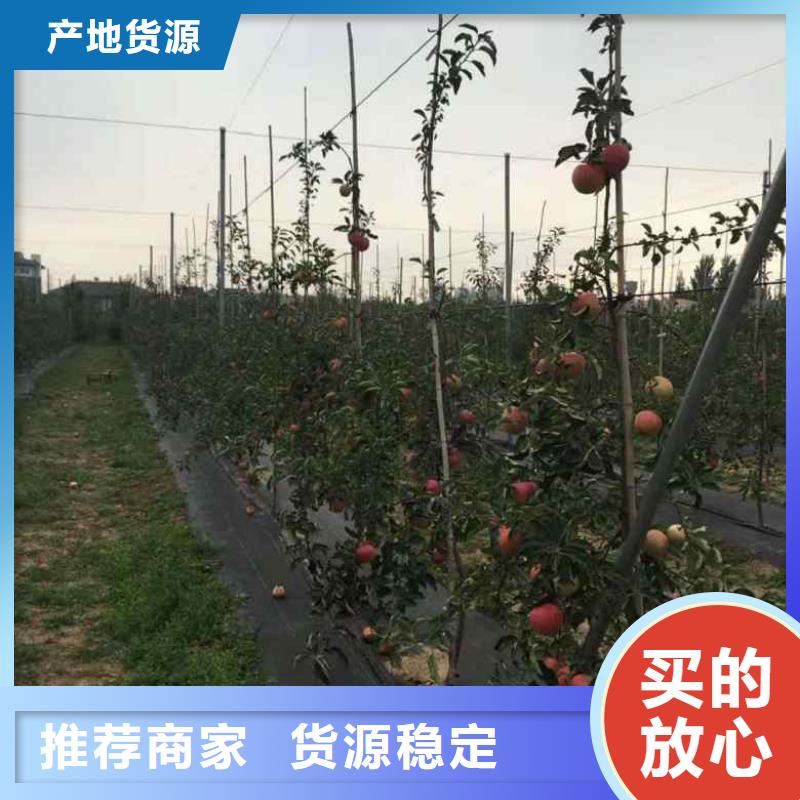 【苹果苗桃树苗拒绝伪劣产品】