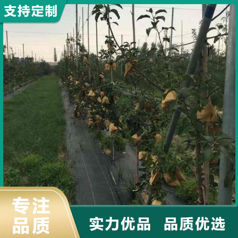 【苹果苗桃树苗拒绝伪劣产品】