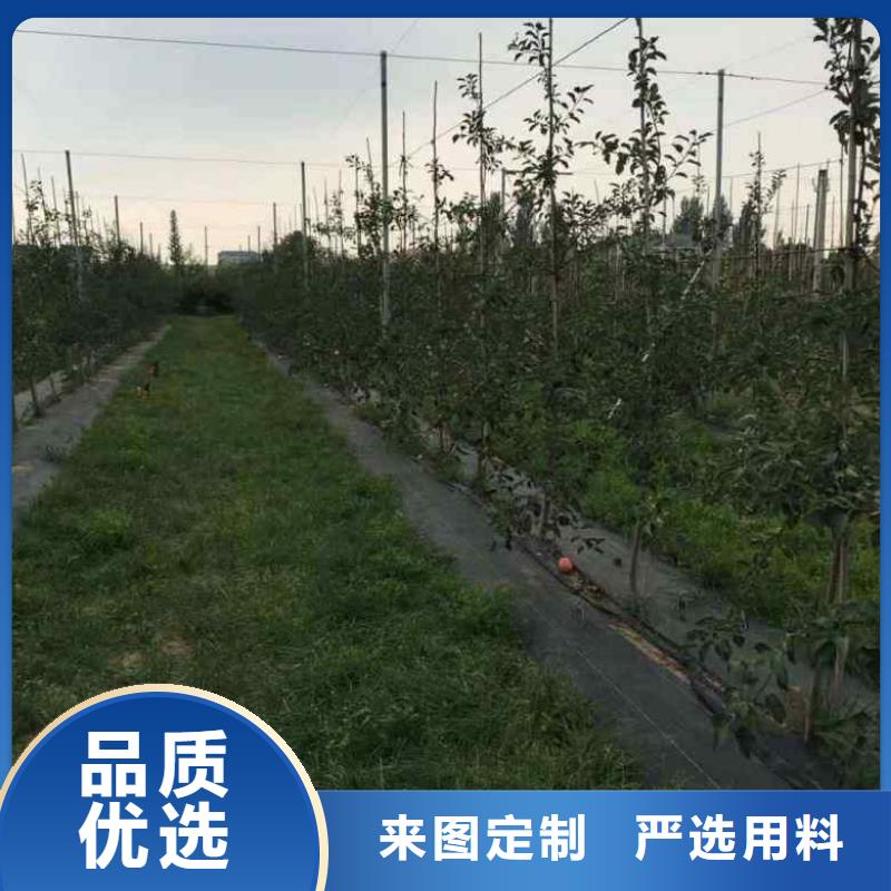 苹果苗李子苗做工细致