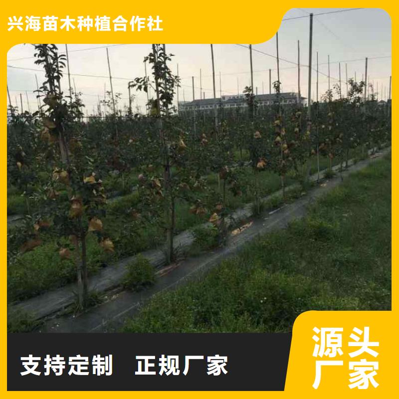 【苹果苗】花椒苗质优价保