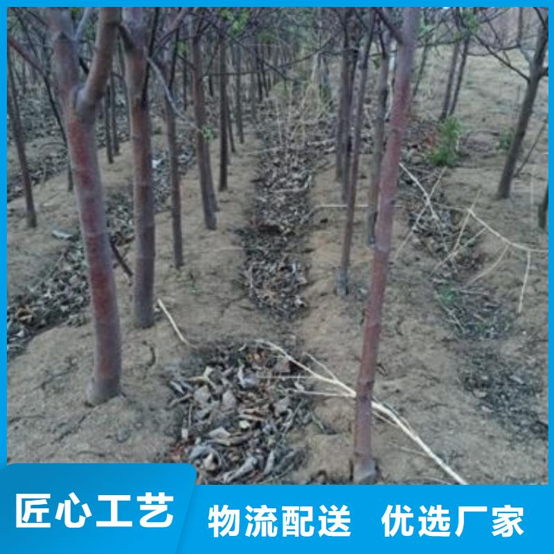 苹果苗,桃树苗把实惠留给您