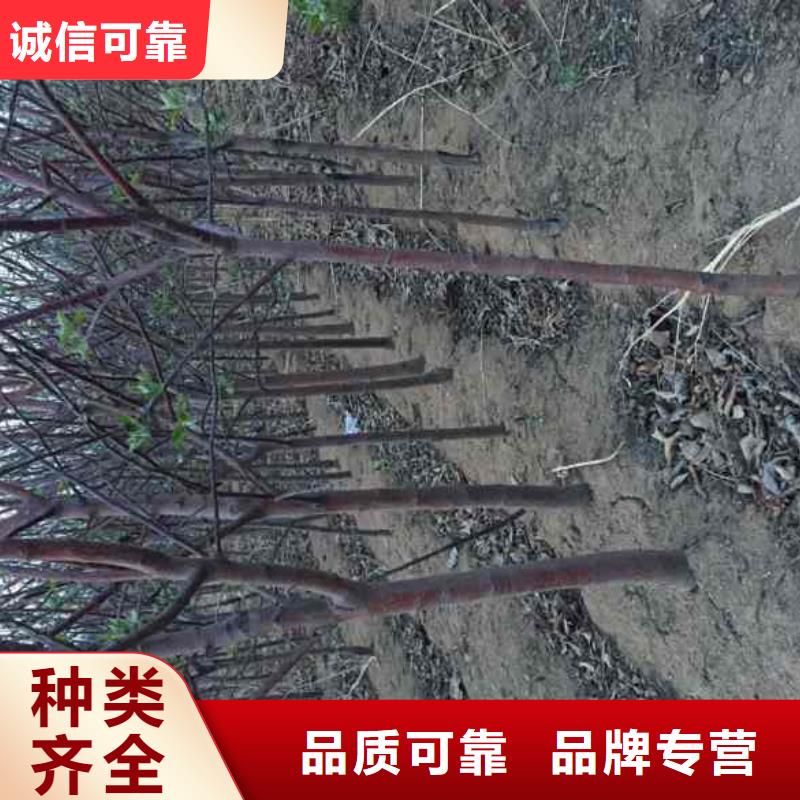 【苹果苗】蓝莓苗源头厂家来图定制