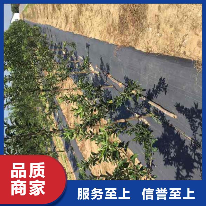 苹果苗【蓝莓苗】可定制有保障