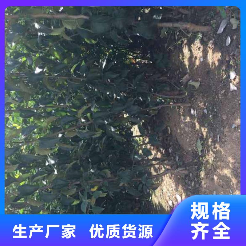 苹果苗李子苗做工细致