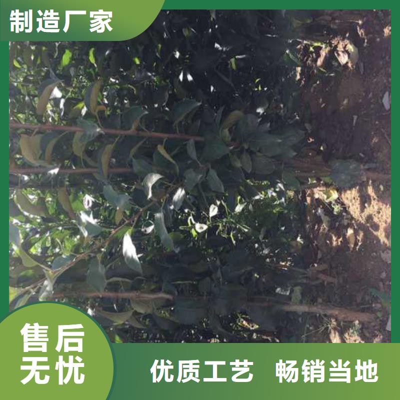 【苹果苗】花椒苗质优价保