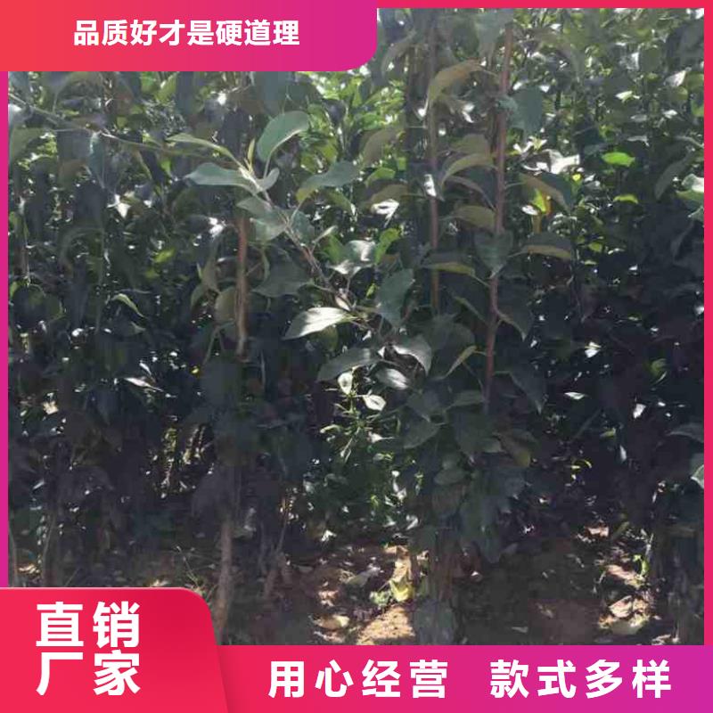 苹果苗【桃树苗】真材实料