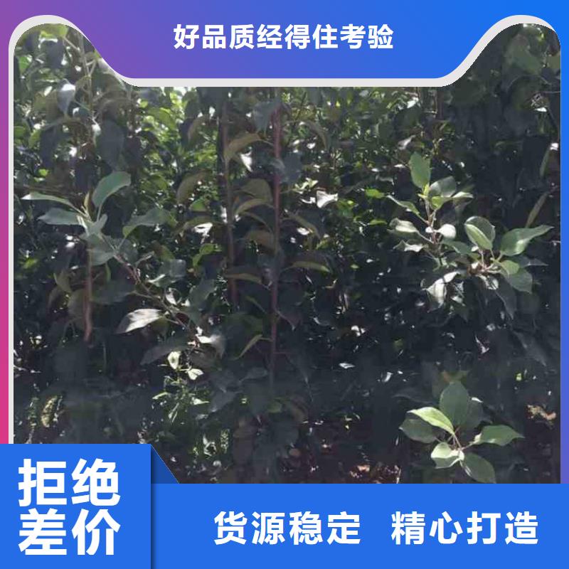 【苹果苗】蓝莓苗多种规格库存充足