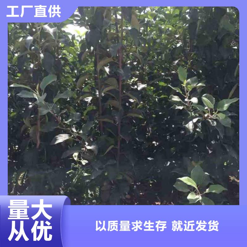 【苹果苗山楂苗经久耐用】