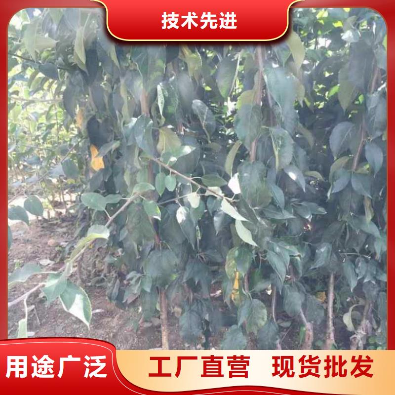 【苹果苗】蓝莓苗多种规格库存充足