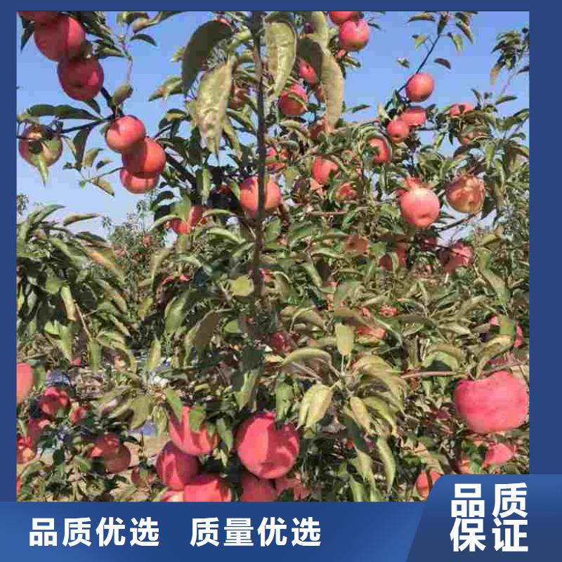 苹果苗,【蓝莓苗】批发货源