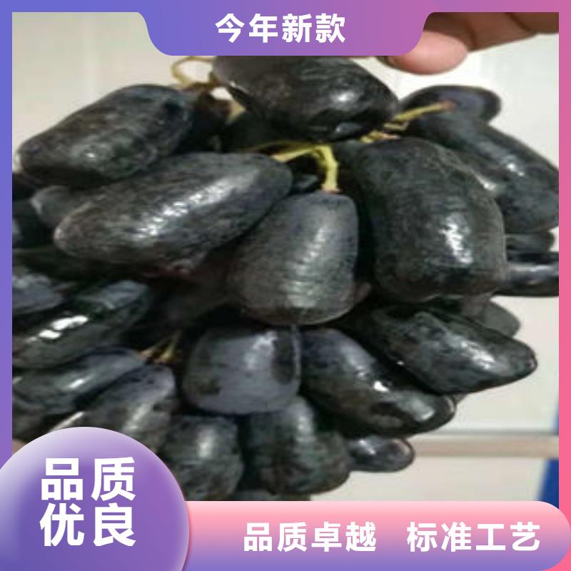 葡萄苗桃树苗质量层层把关