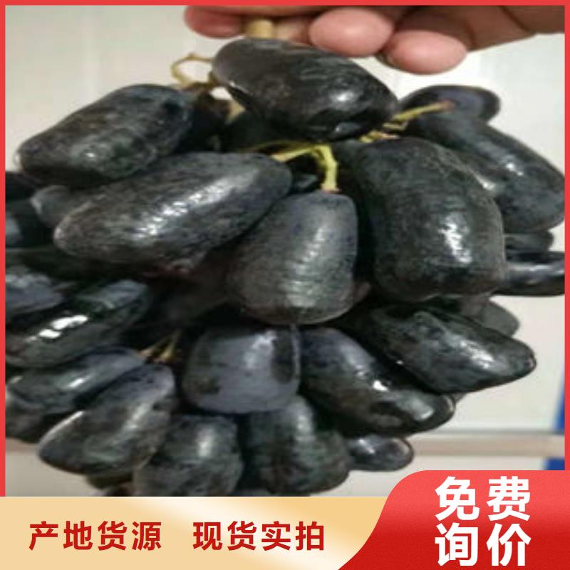 葡萄苗桃树苗好品质用的放心