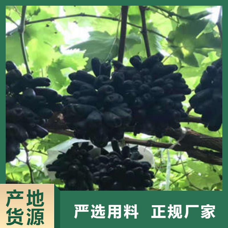 葡萄苗桃树苗质量无忧