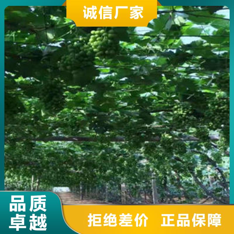 【葡萄苗】花椒苗定制零售批发