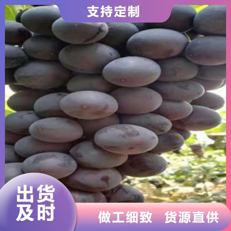 【葡萄苗】花椒苗定制零售批发